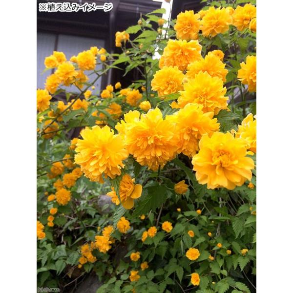 山野草 盆栽 ヤエヤマブキ 八重山吹 ３号 １ポット 休眠株 Buyee Buyee Japanischer Proxy Service Kaufen Sie Aus Japan