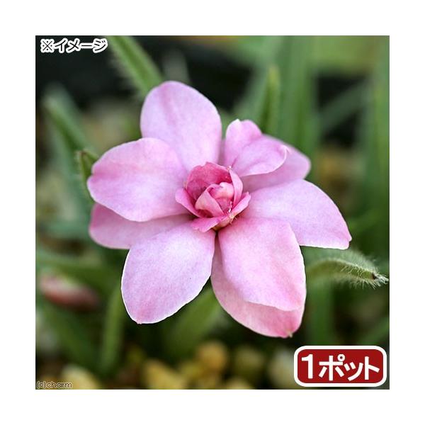 ガーデニング　_gardening　苗　鉢植え　ポット　ガーデニング生体　育て方　育成方法　栽培方法　管理方法　植物　植物生体　花　アッツザクラ　Ｒｈｏｄｏｈｙｐｏｘｉｓ　‘Ｍａｄｏｎｎａ　Ｒｏｓｅ’　ロードヒポキシス　アッツ桜　マドンナロ...