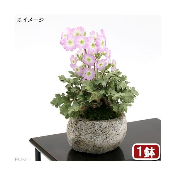 盆栽 苔盆栽 雲南桜草 ウンナンサクラソウ 白溶岩石鉢 ｓサイズ １鉢 チャーム Charm Paypayモール店 通販 Paypayモール