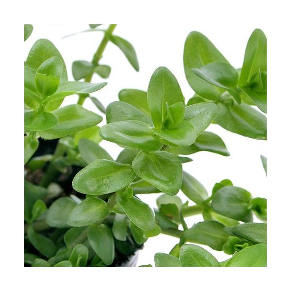 ビオトープ 水辺植物 ウォーターバコパ １ポット 抽水植物 休眠株 Buyee 日本代购平台 产品购物网站大全 Buyee一站式代购 Bot Online