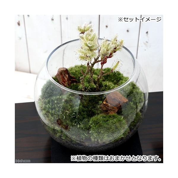 苗 水槽の人気商品 通販 価格比較 価格 Com