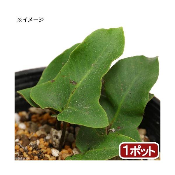 _hachu　_kame　_gardening　ガーデニング　山野草　観葉植物　ビバリウム　アクアテラリウム　パルダリウム　水草　着生シダ　Ｐｙｒｒｏｓｉａ　ｈａｓｔａｔａ　ＲＭ　20190323　sannyasou_2014　greepl...