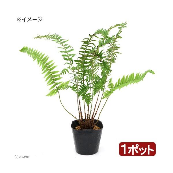 iR쑐jV_irjWEWV_i\rjRiP|bgjhixԁj