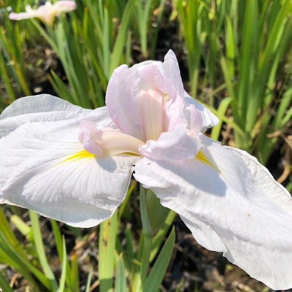 _aqua　_gardening　ビオトープ　水辺植物　水生植物　ayame　ガーデニング　その他水辺植物　花菖蒲　伊勢系　ピンク　三英花　all_plants　花菖蒲0225　20190407　RM　花菖蒲0306　花菖蒲2012　植物　...