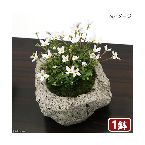 i~́jۖ~́@ԃqi\EiԐj`nΔ`@rTCYiPjixԁj