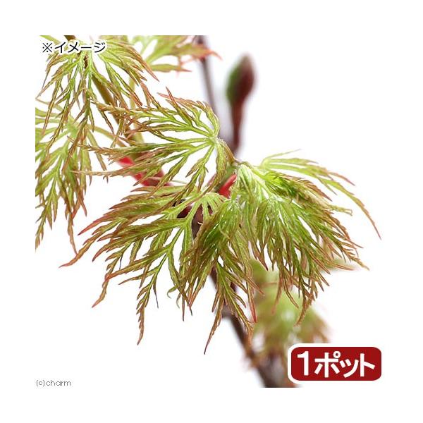 iR쑐j~́@in~W@Gh[X@RiP|bgjixԁj