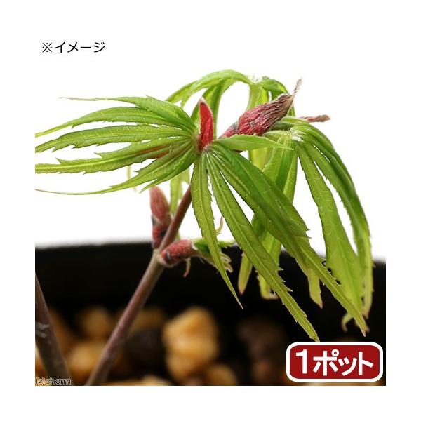 iR쑐j~́@in~W@܎OiV`STj@RiP|bgjixԁj