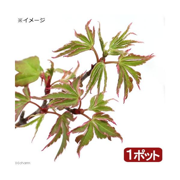 iR쑐j~́@in~W@}i}cKGj@RiP|bgjixԁj