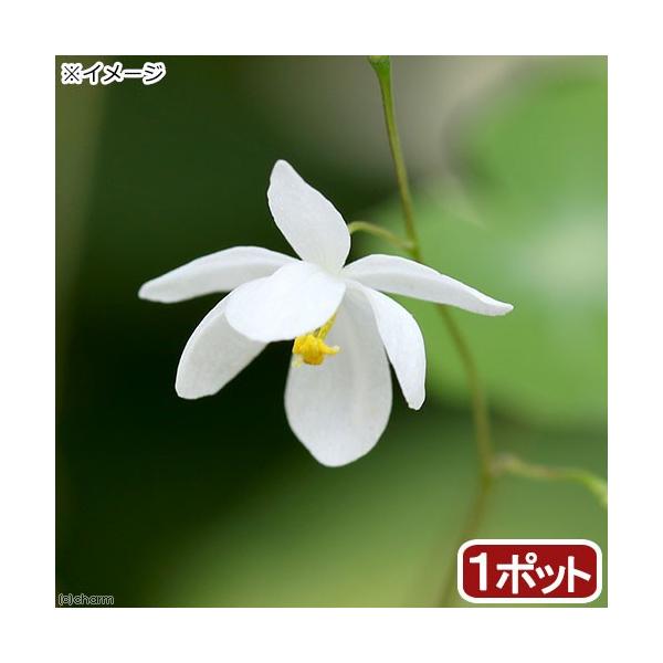 iR쑐jԔ~ԃCJ\EiԔ~Ԓj@RiP|bgjixԁj