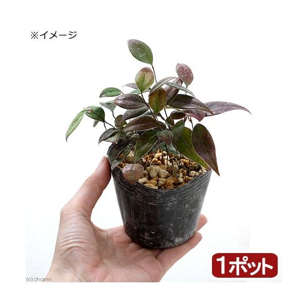 iR쑐jtTgCoit߈j@RiP|bgjixԁj