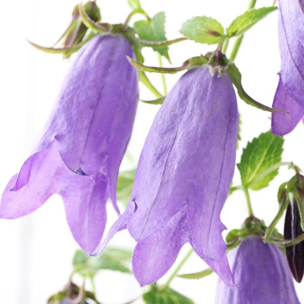 _gardening　ガーデニング　カンパニュラ　Ｃａｎｐａｎｕｌａ　Ｓａｒａｓｔｒｏ　キキョウ　山野草　テラリウム　ＲＭ　20190531　植物　植物生体　ガーデニング生体　育て方　育成方法　栽培方法　ホタルブクロ　蛍袋　青花ホタルブクロ...