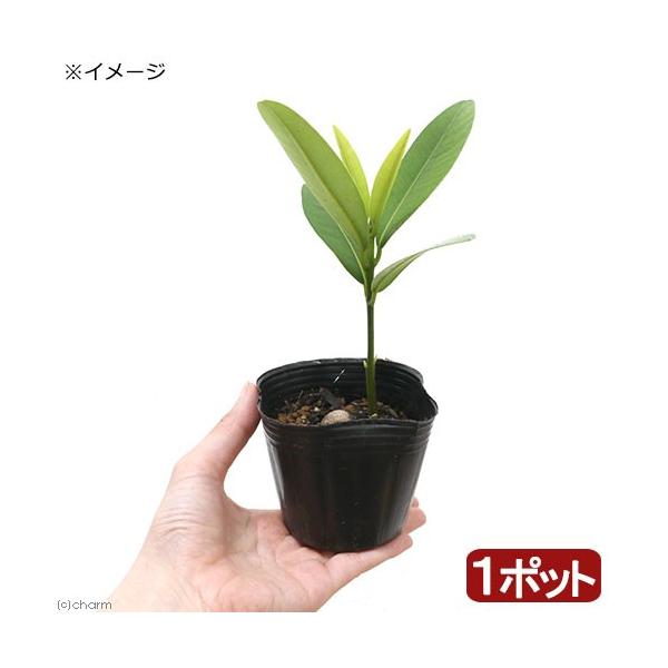 iR쑐j~́@uien{N@Ɨt؁j@RiP|bgj