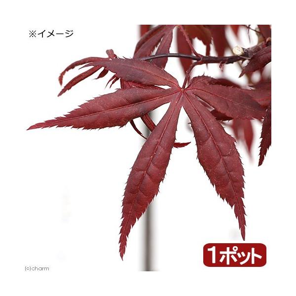 i~́j~W@|bg@~jAbh@S`UiPjsixԁj