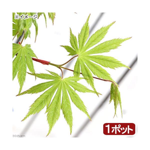 i~́j~W@|bg@iLn`WEj@S`UiP|bgjsixԁj