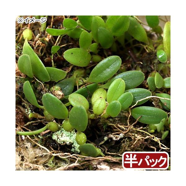 _gardening　ガーデニング　花　苗　らん　蘭　育て方　育成方法　栽培方法　20190529　ＲＭ　plant2017　bnr_hrgmgr　ムギラン　麦蘭　Ｂｕｌｂｏｐｈｙｌｌｕｍ　ｉｎｃｏｎｓｐｉｃｕｕｍ　ラン科　マメヅタラン属　...