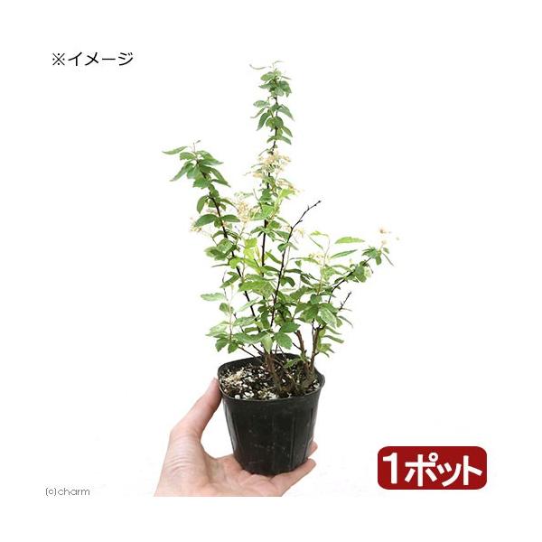 iR쑐jRf}i{j@sNACX@RiP|bgjixԁj