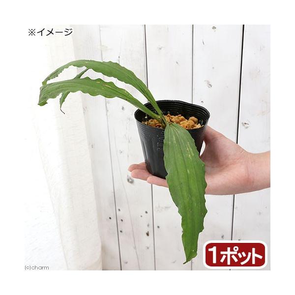 iR쑐jGrliCVjicGrliĊCVj@RDTiP|bgjixԁj