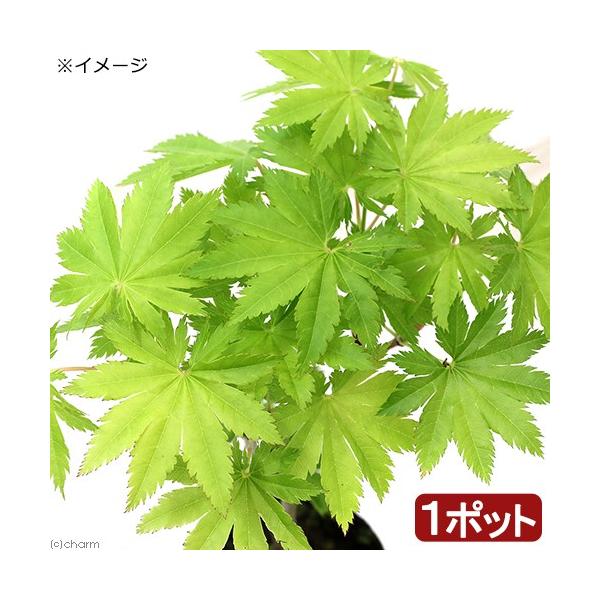 _gardening　ガーデニング　山野草　もみじ　紅葉　Ａｃｅｒ　ｊａｐｏｎｉｃｕｍ　20190604　RM　植物　植物生体　ガーデニング生体　plants_momiji　育て方　育成方法　栽培方法　カエデ　楓　ハウチワカエデ　羽団扇楓　...