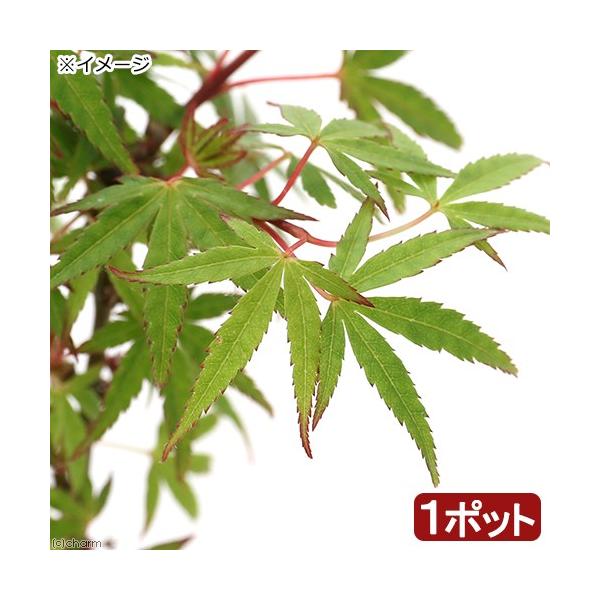 iR쑐j~́@in~W@ǐiiKKjRiP|bgjixԁj