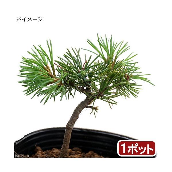 _gardening　ガーデニング　山野草　松　マツ　20190609　ＲＭ　Ｐｉｎｕｓ　Ｐａｒｖｉｆｌｏｒａ　ゴヨウマツ　五葉松　縁起樹　縁起木　osyougatu_plants　osyougatu_item　植物　植物生体　ガーデニング...