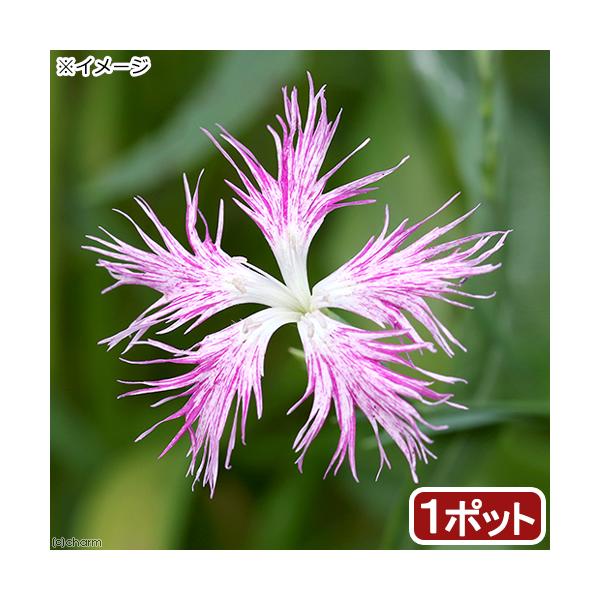 ナデシコ 苗の人気商品 通販 価格比較 価格 Com