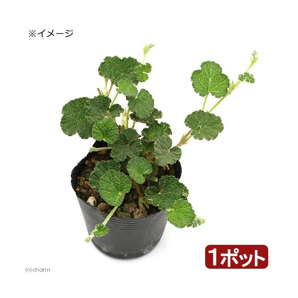 _gardening　ガーデニング　山野草　いちご　苺　モリイチゴ　森苺　Ｒｕｂｕｓ　ｐｅｃｔｉｎｅｌｌｕｓ　ｖａｒ．ｙａｋｕｓｉｍａｎａ　20190710　ＲＭ　植物　植物生体　ガーデニング生体　育て方　育成方法　栽培方法　bnr_hrg...
