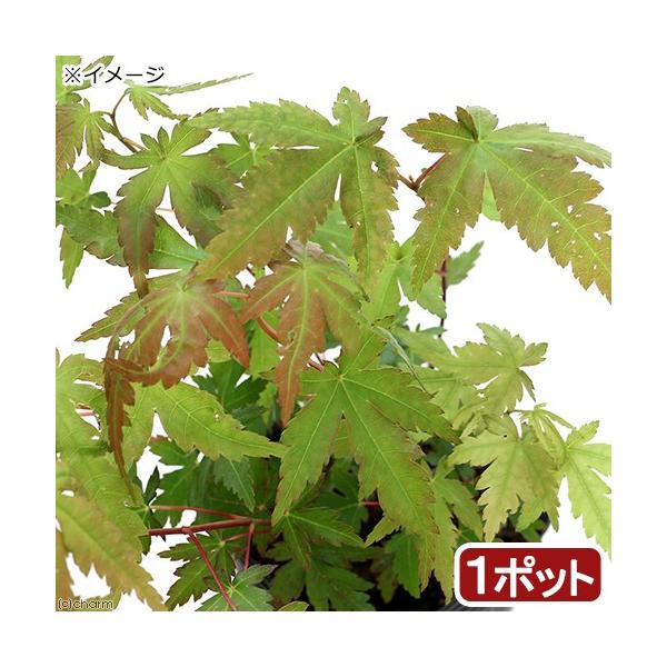 iR쑐j~́@in~W@XtiTSJNjRiP|bgjixԁj