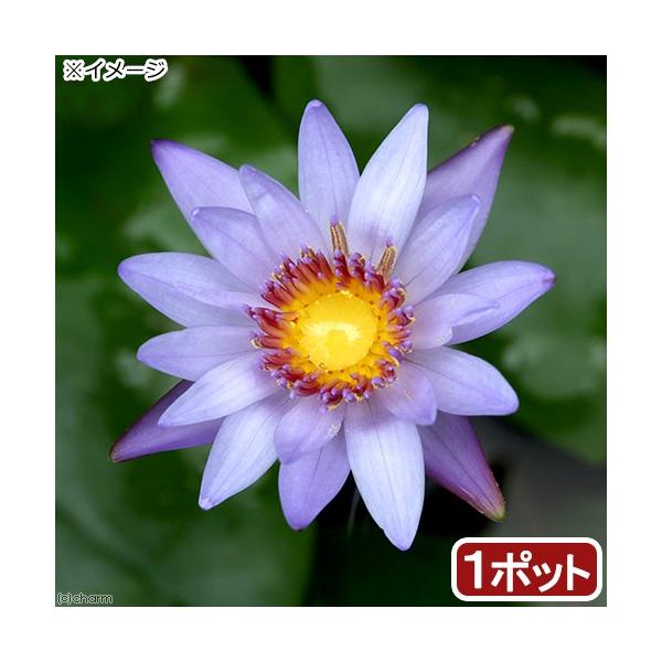 睡蓮 種 - 苗の人気商品・通販・価格比較 - 価格.com 睡蓮 種 - 苗の人気商品・通販・価格比較 - 価格.com