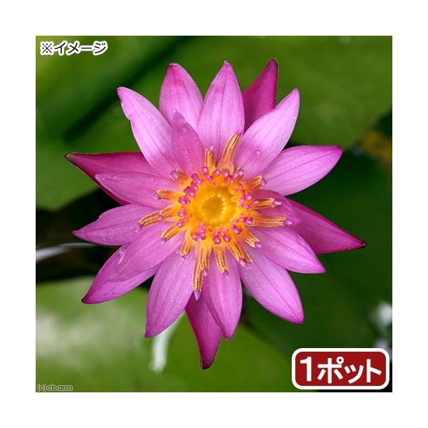 irIg[vj@@Mѐ@iXCjij@CfByfX@hiP|bgjiJSjixԁj