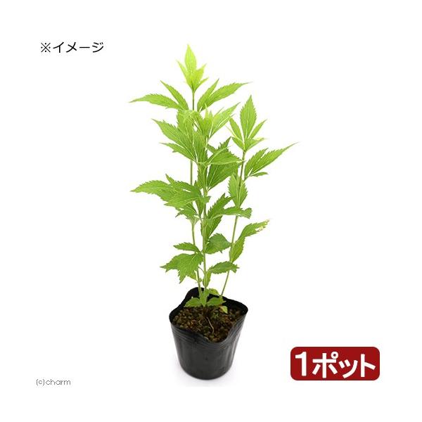 予約　専用　フジバカマ　５５０苗　白　赤 楽天市場】苗 フジバカマの通販