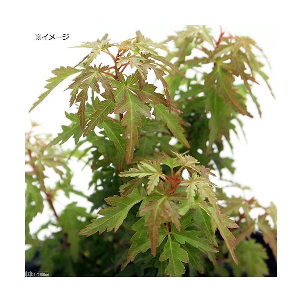 琴姫モミジ　石付き盆栽　苔付き　コトヒメモミジ　紅葉 チャーム（charm） （山野草）盆栽 品種系モミジ 琴姫（コトヒメ）3号