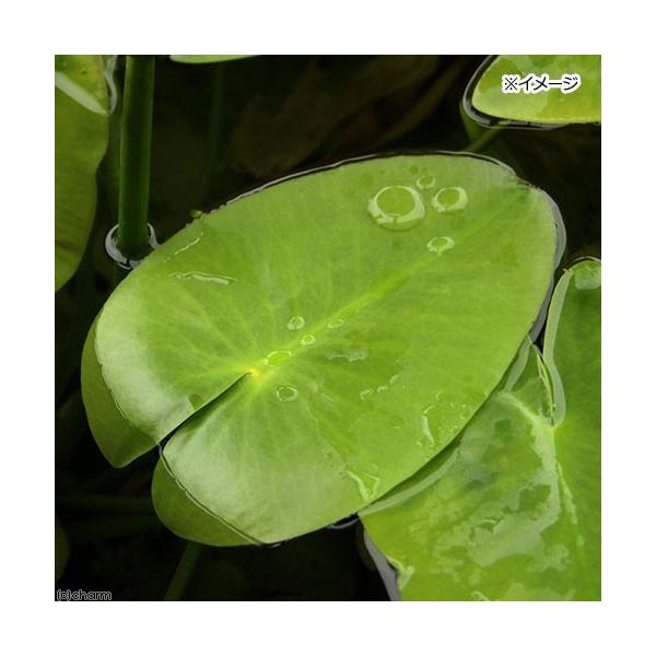 _aqua　_gardening　ビオトープ　ガーデニング　水辺植物　その他水辺植物　all_plants　植物　植物生体　ガーデニング生体　育て方　育成方法　栽培方法　Ｎｕｐｈａｒ　hokkaiensis　コウホネ　ホッカイコウホネ　北海...