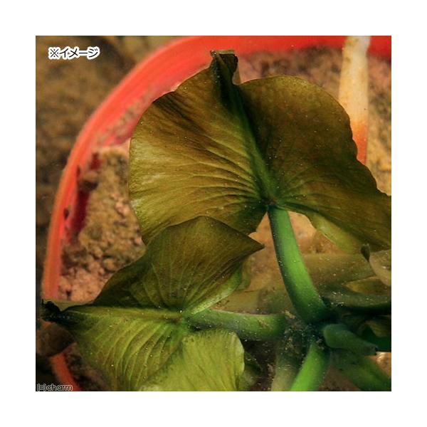 _aqua　_gardening　ビオトープ　ガーデニング　水辺植物　その他水辺植物　all_plants　植物　植物生体　ガーデニング生体　育て方　育成方法　栽培方法　Nuphar　pumilum　コウホネ　ネムロコウホネ　エゾコウホネ　...