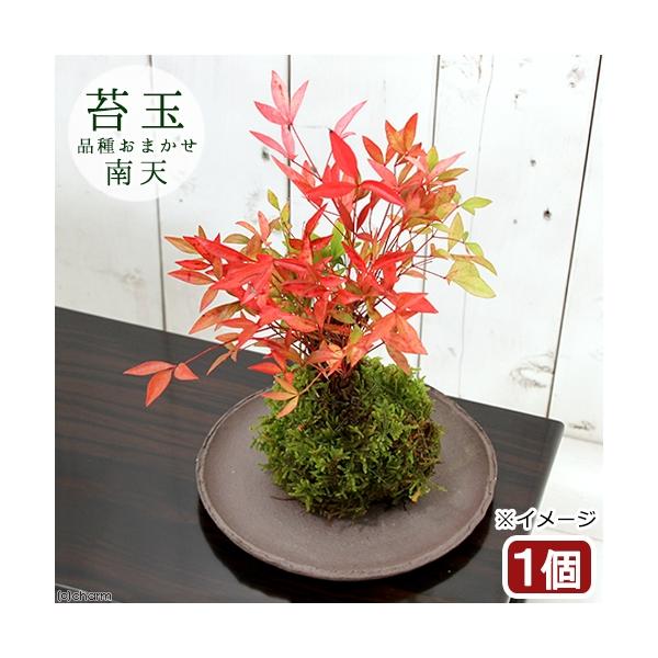 i~́jۋʁ@i킨܂@ieiVjiPjϗtA@RPʁixԁj