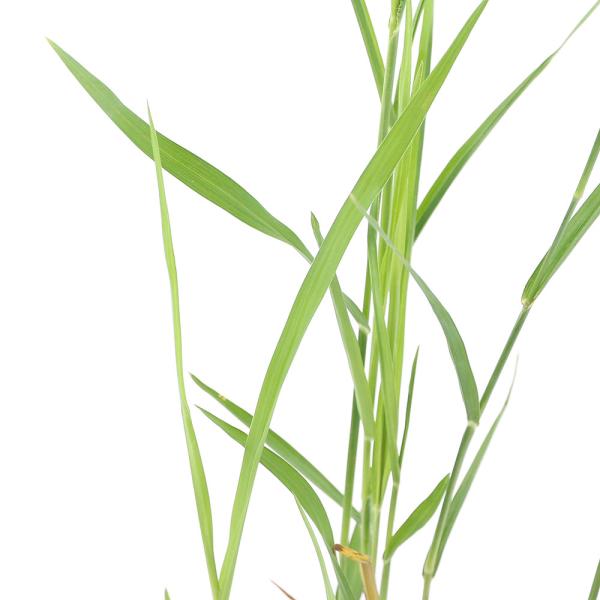 _aqua　_gardening　金魚・メダカ　ビオトープ　ウォーターガーデン　水辺植物　水生植物　線形状　ガーデニング　all_plants　植物　植物生体　ガーデニング生体　育て方　育成方法　栽培方法　湿生植物　イネ科　ヨシ属　べにあし...