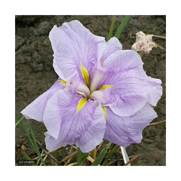 irIg[vjA@ԏҊ@ցiTNcoLj@nԔdiP|bgjixԁj