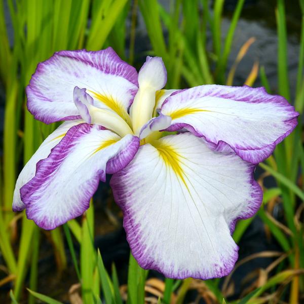 花菖蒲 苗の人気商品 通販 価格比較 価格 Com