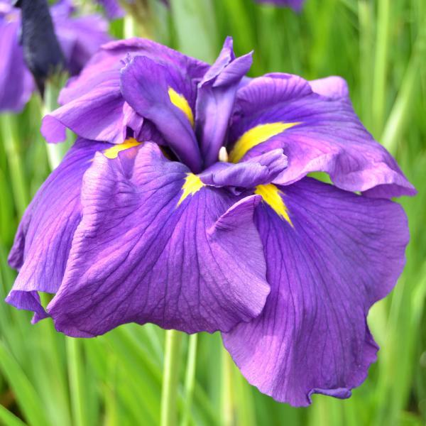 irIg[vjA@ԏҊ@iqJQWjngً֘ZpԁiP|bgjixԁj