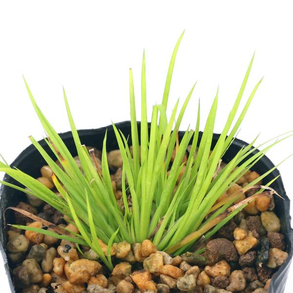 金魚・メダカ　_gardening　ビオトープ　水辺植物　水生植物　ガーデニング　その他水辺植物　all_plants　植物　植物生体　ガーデニング生体　育て方　育成方法　栽培方法　湿性植物　セキショウ　ヒメセキショウ　姫セキショウ　姫石菖...