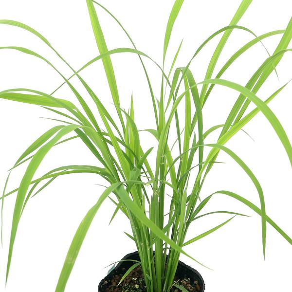 _gardening　ガーデニング　稲　イネ　コメ　米　お米　イネ苗　古代米　ビオトープ　稲作　育て方　育成方法　栽培方法　水辺植物　苗　田んぼアート　イネ科　イネ属　ワイルドライス　スーパーライス　ライス　自由研究　観察　蝶　食草　セセリ...