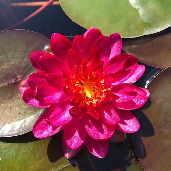 スイレン　ジョンコロニー　球根　睡蓮苗　熱帯スイレン　ビオトープ　鉢花 スイレン ジョンコロニー 球根 睡蓮苗 熱帯スイレン ビオトープ