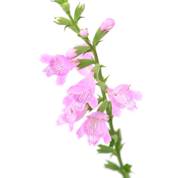 _aqua　_gardening　育て方　育成方法　栽培方法　湿生植物　水辺植物　水生植物　有茎種　ガーデニング　ウォーターガーデニング　水辺植物all_plants　植物　植物生体　ガーデニング生体　フィソステギア　レプトフィラ　桃花　Ｐ...