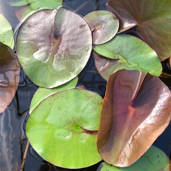 _aqua　sfset　_gardening　栽培　育て方　ビオトープ　睡蓮　スイレン　温帯性スイレン　温帯性睡蓮　ウォーターガーデニング　ガーデニング　水辺植物　紫　紫花　花　ムラサキ　ムラサキバナ　all_plants　温帯性睡蓮シリー...