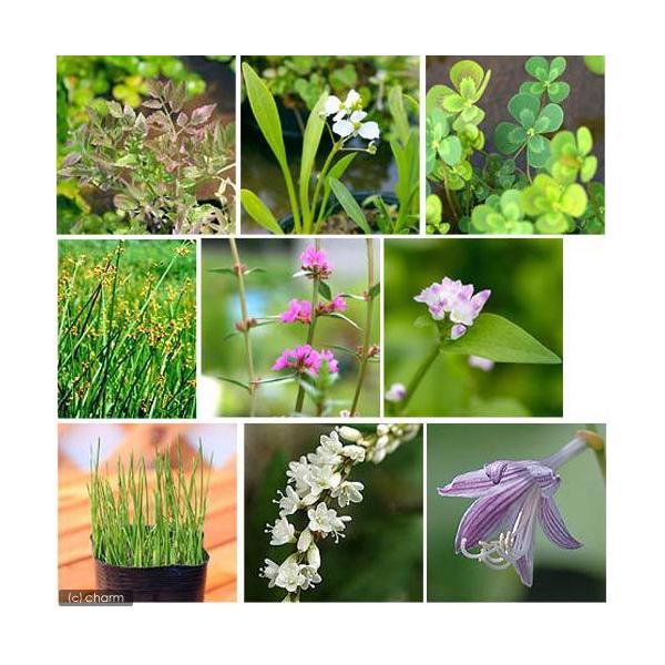 ビオトープ　水鉢　水辺植物　水生植物　ウォーターガーデニング　ウォーターガーデン　ガーデニング　水辺植物all_plants　bio_130715　植物　植物生体　ガーデニング生体　育て方　育成方法　栽培方法　おまかせ　beginnerbi...