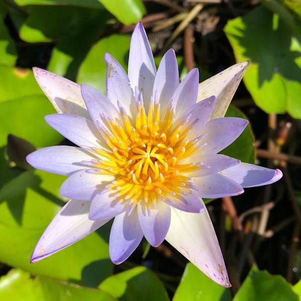 スイレン　睡蓮　栽培　育て方　熱帯性スイレンまつり　ビオトープ　熱帯性スイレン　ガーデニング　水辺植物　ブルー　all_plants　nettaipoint　熱帯性睡蓮シリーズ　植物　植物生体　ガーデニング生体　育成方法　栽培方法　ダオファ...