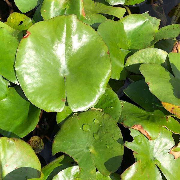 スイレン　睡蓮　栽培　育て方　ビオトープ　睡蓮　スイレン　温帯性スイレン　スイレンまつり　ガーデニング　水辺植物　スイレン　_gardening　all_plants　メキシカーナ　ザッカリーニ　レモンイエロー　昼咲き　Ｍｅｘｉｃａｎａ　Ｚ...