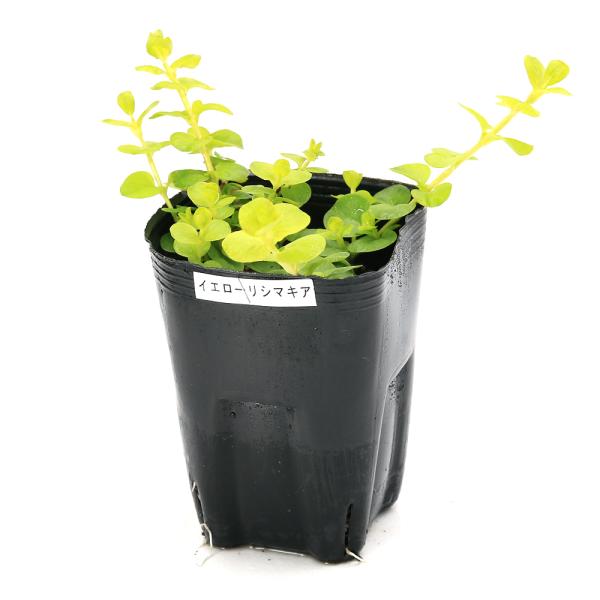 _gardening　ビオトープ　ガーデニング　水辺植物　その他水辺植物　育て方　育成方法　栽培方法　湿生植物　水草　抽水植物　沈水植物　アクアリウム　産卵床　メダカ　産卵　隠れ家　小型　イエローリシマキア　Ｐｒｉｍｕｌａｃｅａｅ　Ｌｙｓｉ...