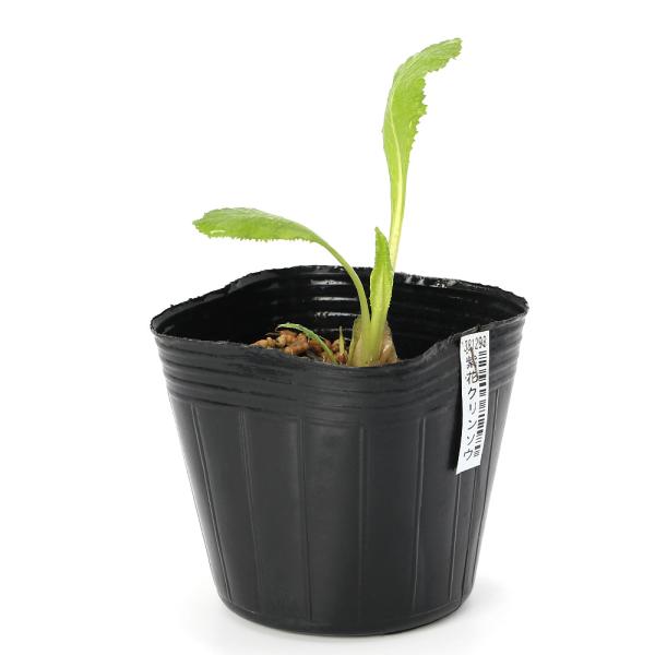 _aqua　_gardening　ビオトープ　ガーデニング　水辺植物　その他水辺植物　山野草　サクラソウ科　プリムラ属　Ｐｒｉｍｕｌａ　ｊａｐｏｎｉｃａ　九輪草　木曽小桜　キソコザクラ　all_plants　植物　植物生体　ガーデニング生体...