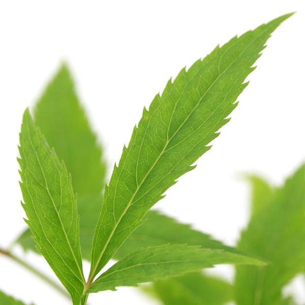 _gardening　ガーデニング　山野草　フジバカマ　サケバヒヨドリ　裂葉鵯　Ｅｕｐａｔｏｒｉｕｍ　ｆｏｒｔｕｎｅｉ　20240705　YH　植物　植物生体　ガーデニング生体　育て方　育成方法　栽培方法　純白フジバカマ　純白藤袴　藤袴　キ...