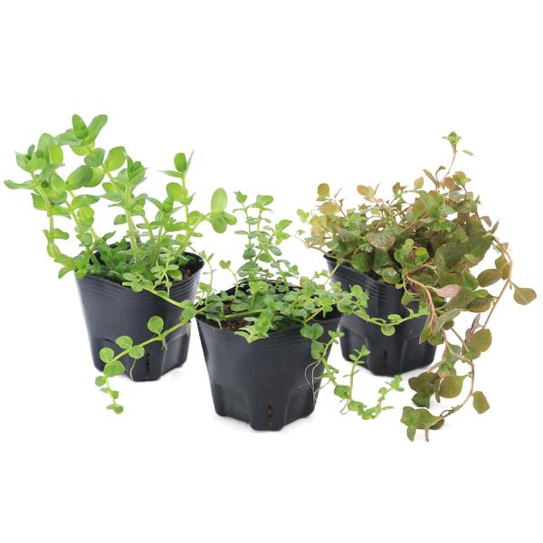 （ビオトープ）水生植物　ビオトープにおすすめ　水草３種セット（バコパ、ロタラ、ミズユキノシタ）屋外越冬可　水陸両用